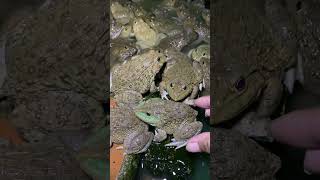 Funny jumping frog for laughter  Funny Frog Catcher  Froggy and toad [upl. by Losyram97]