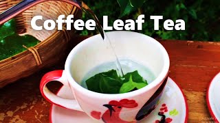 Easy homemade Healthy tea Organic tea  Coffee Leaf Tea Arabica Tree  Homemade tea ชาใบกาแฟ [upl. by Valentino624]