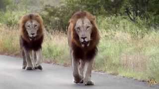 Kruger National Park  Nsemani Pride Males [upl. by Anawait53]