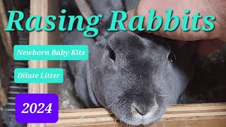 Rasing Rabbits Newborn Rabbits 1st look [upl. by Marion]