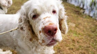 Clumber Spaniel [upl. by Hendrika]