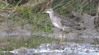 Wood Sandpiper amp Bittern at Willington Wetlands September 2022 [upl. by Isidor]