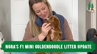 Noras F1 Mini Goldendoodle Litter Update  10 Touch Program [upl. by Nelleoj]