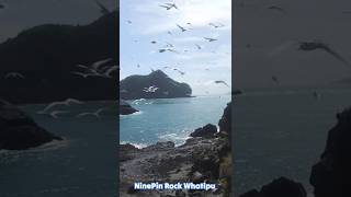 Ninepin Rock Whatipu Beach Whatipu Beach fishing Auckland [upl. by Jenna]