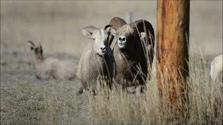 Bighorn Sheep in Rut in Rock Creek Montana [upl. by Esyla]