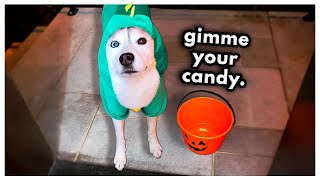 Sneaky Husky TRICKS Me for Candy Halloween Special [upl. by Sheryl]