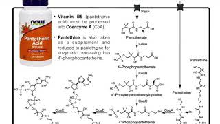 Mammalian Pantothenic Acid Vitamin B5 Processing amp Metabolism [upl. by Eedissac]