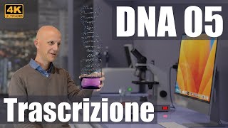 DNA 05 La trascrizione e lespressione genica 4K UHD [upl. by Ominoreg]