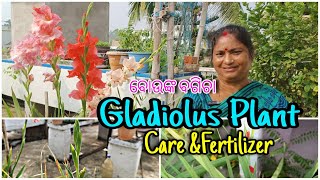 Gladiolus PlantCare And TipsDetail in Odiaଓଡ଼ିଆWinter FlowerTerrace Garden ବୋଉଙ୍କ ବଗିଚା [upl. by Dlonra918]