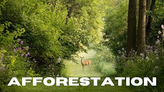 What is afforestation essay on afforestation in english10 lines on afforestation [upl. by Hole]