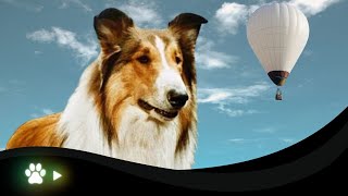 A Aventura de um Garoto e seu Collie Presos em um Balão Desgovernado Legendas em Português [upl. by Kassi]