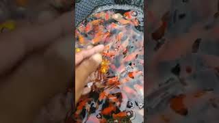 Baby oranda merah putih lucu akuarium ikanaquarium ikanhias shorts vlog shortsviral lucu [upl. by Iidnarb758]