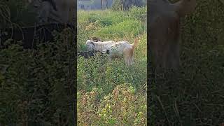 Goat farming rajasthan viralvideo animals [upl. by Kiel]