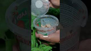 Will ladybugs kills aphids garden [upl. by Ahdar]