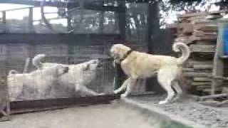 Kurdish Kangal Dogs  Kürt Kangal Köpekleri [upl. by Parrott242]