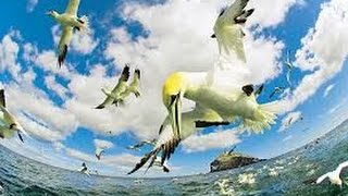 The Private Life Of Gannets An 1938 Academy Award Winning Documentary [upl. by Elatnahs625]