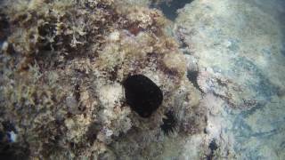 Sea Squirt amp Sea Urchin in Dubai Jumeirah Sea 13052017 [upl. by Akemrej]