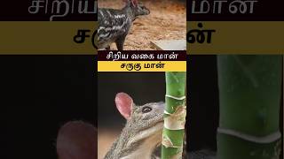 சருகு மான்  INDIAN CHEVROTAIN  SHORTS [upl. by Nork597]