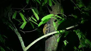 Bornean slow loris feeding Sabah 20241011 [upl. by Tirrej]