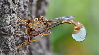 Giant ichneumon Megarhyssa macrurus ovipositing [upl. by Eiramlirpa]