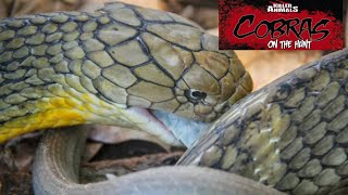 quotKing Cobra The Ultimate Predator of the Wildquot [upl. by Arraeic]