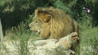 Safari sur le Territoire des Ours noirs et des Lions dAfrique Réserve Africaine de Sigean [upl. by Latreece9]