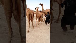 camel fast reaning kissing song and camel danes camelinthedesert [upl. by Magner]