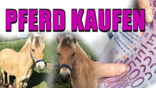 PFERD KAUFEN  MEIN ERSTES PFERD  ANKAUFSUNTERSUCHUNG  PROBEREITEN  PFERD KOSTEN [upl. by Eiramlatsyrk]