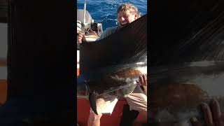 Sailfish one of the most spectacular fish to catch fishing pilbara Sailfish ningaloo fish [upl. by Beitz]