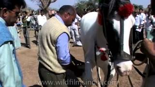 Pushkar Cattle Fair  Selecting the best horse breed Rajasthan [upl. by Peirce735]