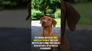 Fun facts about Rhodesian Ridgeback [upl. by Divd]