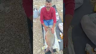 Sazan Avı Atatürk Barajı Coştu😲😲😲😲🤗🤗🎣🐬🐬🐬🎣abuzerdaghqn 👏👏 fishing balikavi sazanavı carpfishing [upl. by Ocimad]