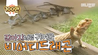 피규어 같은 비어디드래곤 근데 강아지처럼 귀엽다  SBS 동물농장x애니멀봐 [upl. by Vachil]