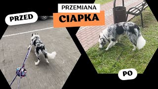 Przemiana  Ciapek przed i po [upl. by Benedetta]