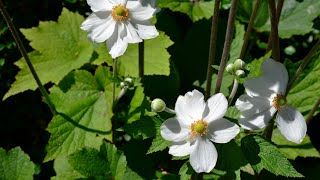 Japanese Anemone Anemone japonica aka Anemone x hybrida [upl. by Dnomyaw]