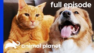 Thor God Of Blubber  My Big Fat Pet Makeover Full Episode [upl. by Arytahs]