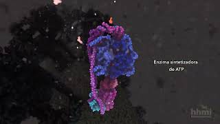 Síntesis de ATP  Video HHMI BioInteractive [upl. by Dagny166]