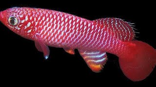 Kisaki Killifish  Nothobranchius Flammicomantis  Care Guide [upl. by Amaryllis878]