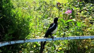 Magpie Cawing and Chirping In Alaska [upl. by Amlas789]