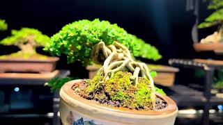 Bonsai Premna  sancang Casecade style [upl. by Ayatahs496]