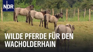 Wilde Pferde und Wacholder  Die Nordreportage  NDR Doku [upl. by Roque]