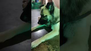 Coco sad han  dog cutedog shortsfeed husky ytshorts funny [upl. by Nitsuj77]