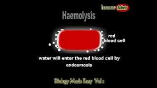 What is haemolysis [upl. by Darcia67]