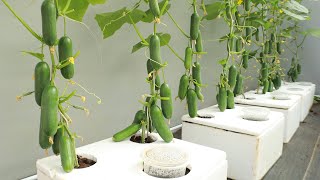 Unbelievably abundant fruit  New method to grow cucumbers at home [upl. by Giglio]