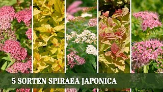 Spirae Japonica  5 tolle Sorten der Sommerspiere [upl. by Eniawd]