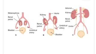 Development of Human Kidneys  2nd Year MBBS OSPE [upl. by Nagiam]