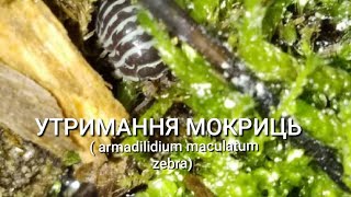 утримання мокриць Armadillidium maculatum zebra  Valery Exotic [upl. by Phillis]