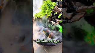 WOW Best Mist Maker Fogger aquarium fishtank aquariumsetup [upl. by Axe262]