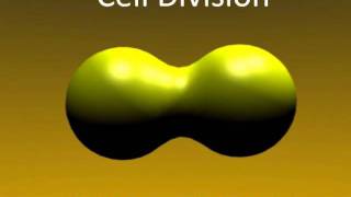 MUST WATCH 3d Animated Cell Division using Blender [upl. by Ereynihc]