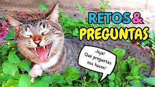 ¿Porque los DivertiCats tienen VOCES🙀RETOS y Preguntas con mis 7 GATOS Pte1 [upl. by Norat625]